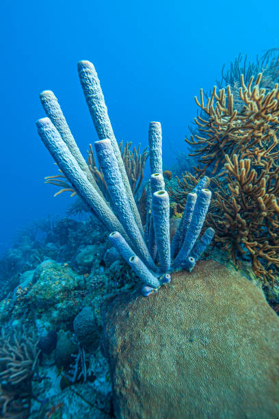 istock Caribbean coral garden 1292167268
