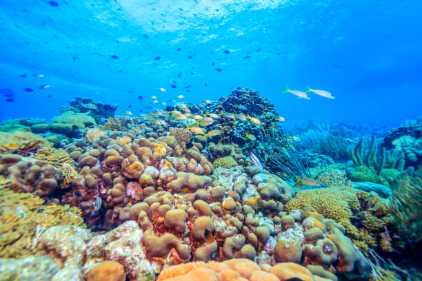 istock Caribbean coral garden 1292167298