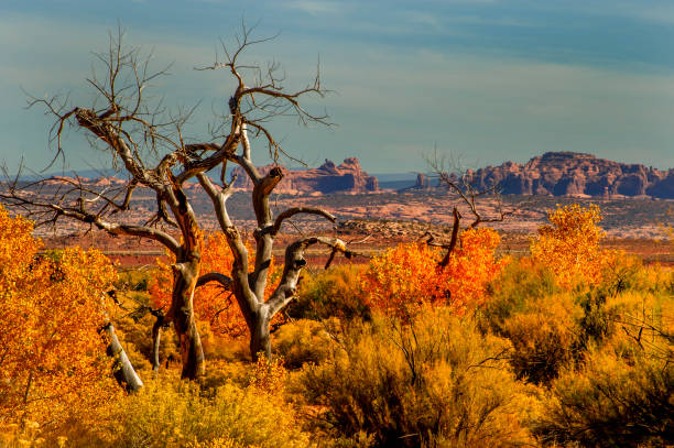 istock Dead Cottonwood, Canyonlands NP 1292170315