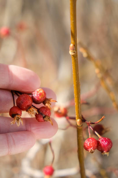 istock Selective focus , rose hip in nature background. 1292175288