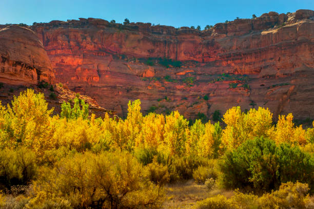 istock Autumn Foliage, Utah 1292175370