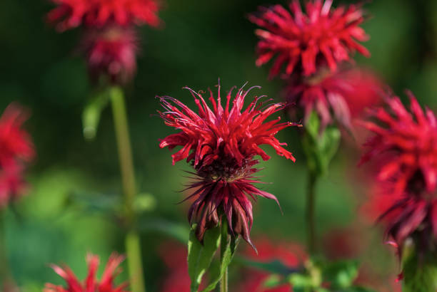 fleurs rouges lumineuses de didyma de monarda dans le jardin vert d’été - beebalm photos et images de collection