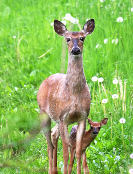 istock Doe and Fawn 1292176094