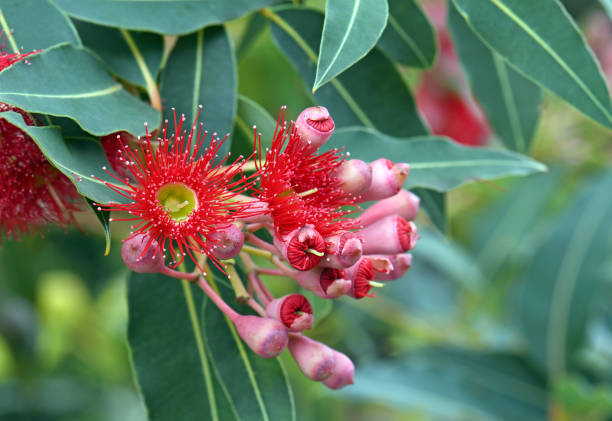 Red flowering gum tree blossoms and buds, Corymbia ficifolia Wildfire variety, Family Myrtaceae. Endemic to Stirling Ranges near Albany in on south west coast of Western Australia. Red flowering gum tree blossoms and buds, Corymbia ficifolia Wildfire variety, Family Myrtaceae. Endemic to Stirling Ranges near Albany in on south west coast of Western Australia. Also known as the Albany Redgum or Albany red flowering gum. Flowers mainly in summer australian wildflower stock pictures, royalty-free photos & images