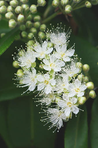White flowers and buds of the Australian native Lemon Myrtle, Backhousia citriodora, family Myrtaceae. Endemic to coastal rainforest of New South Wales and Queensland. Lemon scented aromatic foliage
