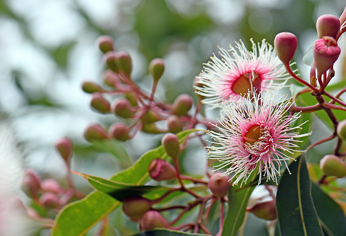 Pink and white blossoms and buds of the Australian native Corymbia Fairy Floss, family Myrtaceae