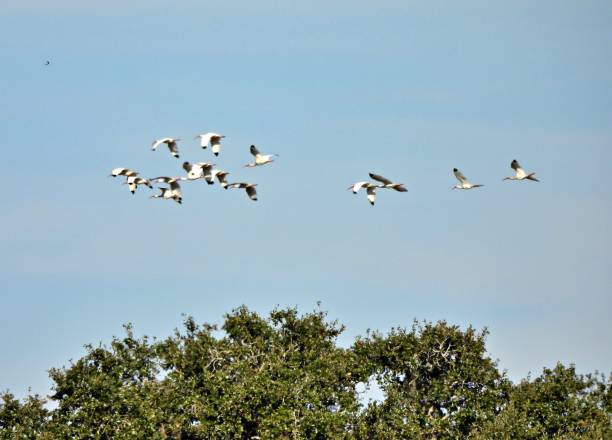 istock White Ibis (Eudocimus albus) flock of birds flying 1292179916