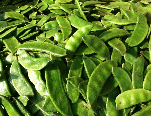 monte de vegetal de feijão largo - broad bean bean agriculture nature - fotografias e filmes do acervo