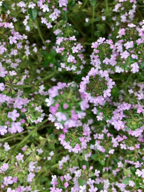 istock Thyme Herb Plant in Flower 1292185089