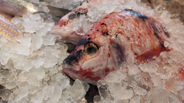istock Frozen Fish at Supermarket 1292189733