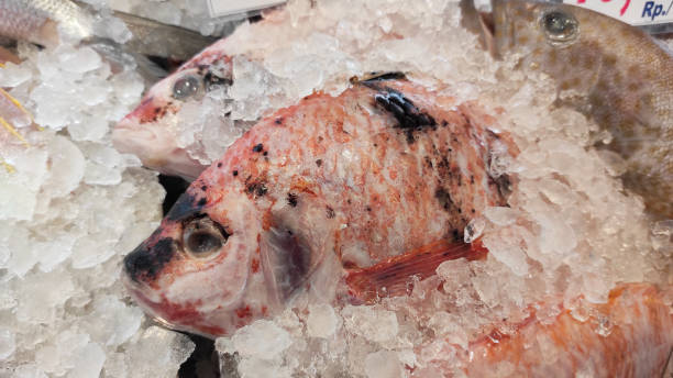 istock Frozen Fish at Supermarket 1292189737