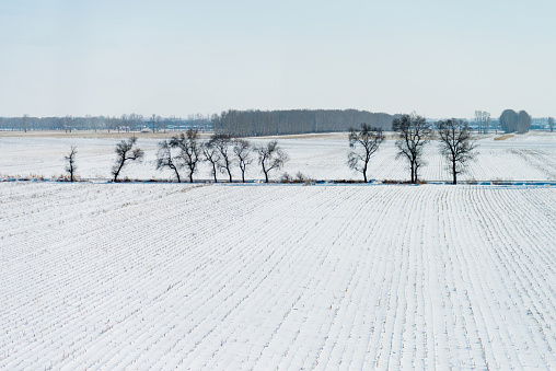 Trees in the snow farmland.