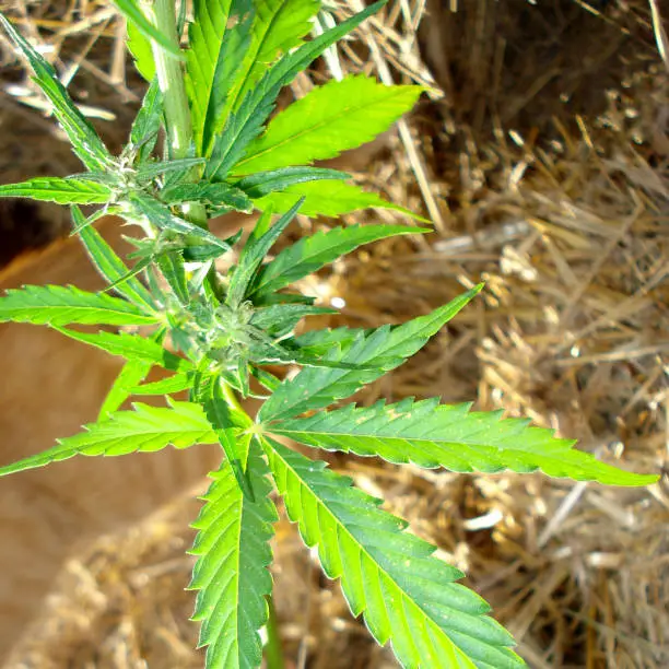 A sprig of hemp with leaves and seeds on a background of hay. Marijuana with bright green leaves in the sun. Hemp, ganja leaf. Cannabis sativa.