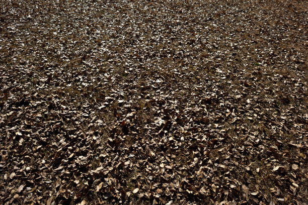 High angle view of brown grass with fallen dry leaves.