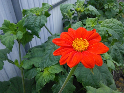 Tithonia rotundifolia flower. Red Mexican sunflower with yellow center and green leaves.