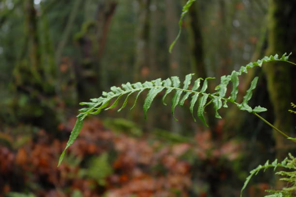 istock Close up of fern leaf 1292195788