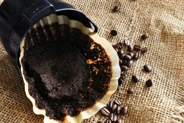 An image of a used coffee filter with coffee basket and coffee beans on burlap.