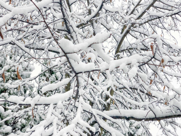 istock branches of trees under snow in winter 1292198121