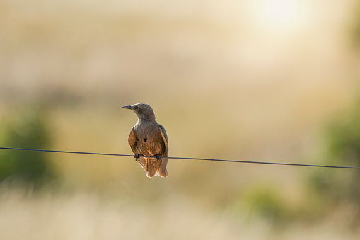 Juvenile European Starling perched on a wire fence