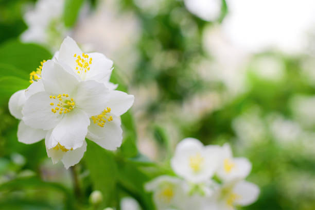 istock Twig with white jasmine flower in spring 1292198898