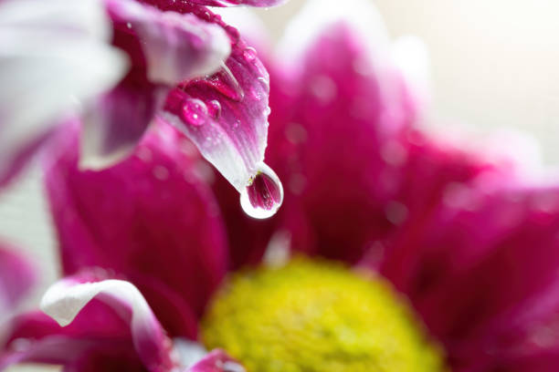 Chrysanthemum close-up with drops of water on the petals.