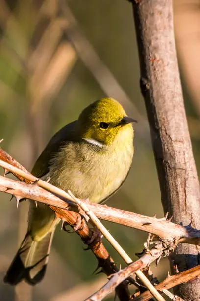 Tiny white plumed honeyeater perched on a branch