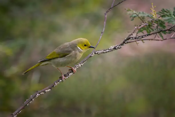 Tiny white plumed honeyeater perched on a branch