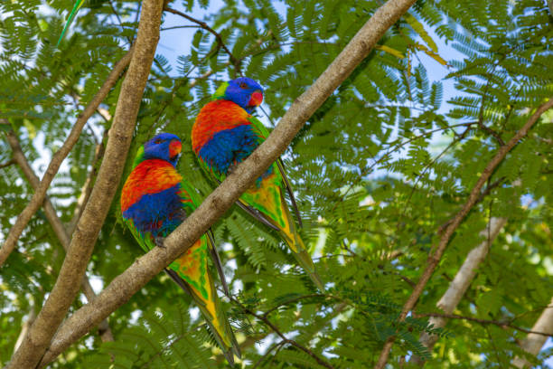 istock Colorful Rainbow Lorikeet seen in Queensland 1292198989