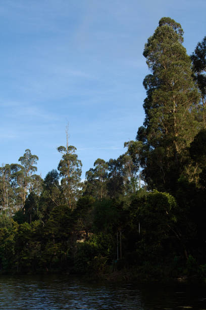 istock Trees and Lake, Kodaikanal 1292199556