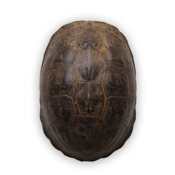 istock Tortoiseshell details on the back 1292199570