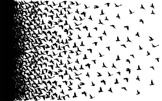 Vector illustration of Flying birds silhouettes on white background. Vector illustration. isolated bird flying. tattoo design.