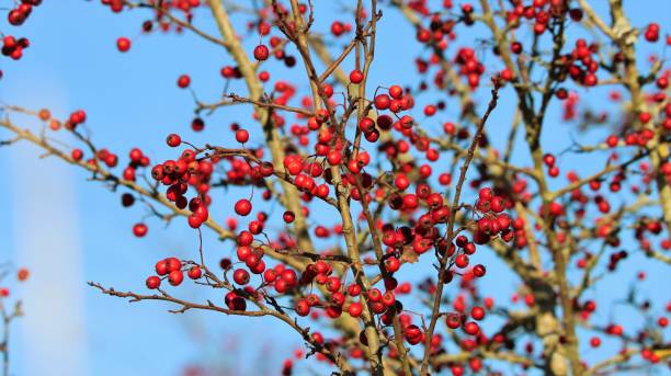 istock Dried plant with bright red berries in sunlight 1292200326