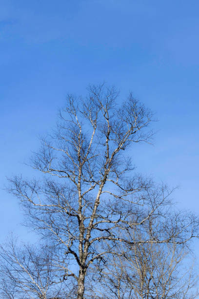 istock frozen tree in the cold canadian winter 1292201182