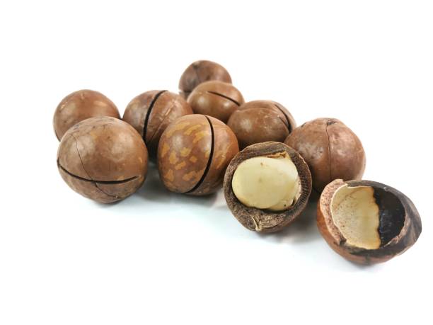 istock Photo of Macadamia on white background. 1292201230