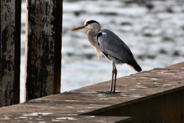 istock closeup sea bird in the harbour 1292204007