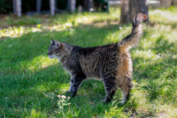 istock pet animal: portrait of alley cat 1292206018