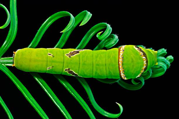 istock Green Caterpillar walking on spiral Cycad leaves. 1292206058