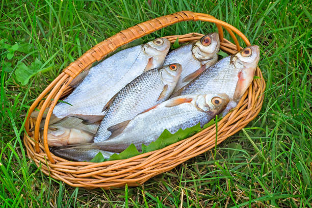 istock Wattled basket with the caught fish on the river bank. 1292207887