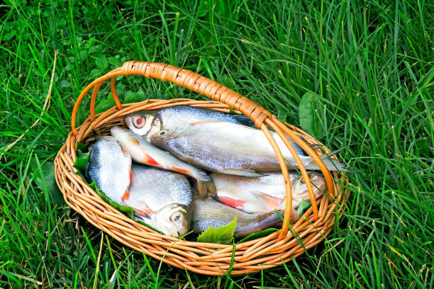 istock Wattled basket with the caught fish on the river bank. 1292207910