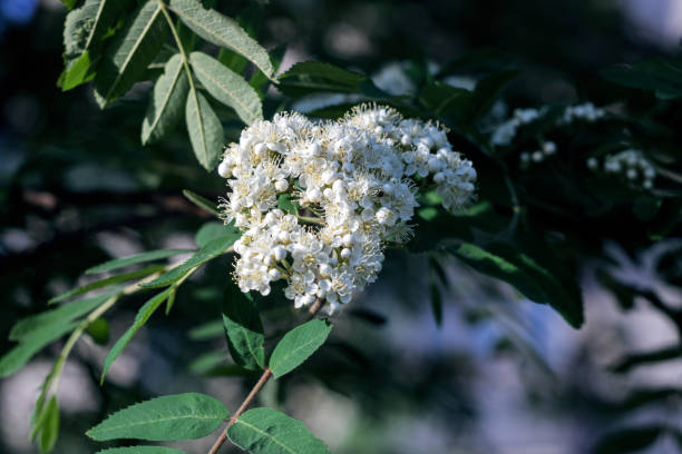 istock White flowers of red rowan close up 1292211317