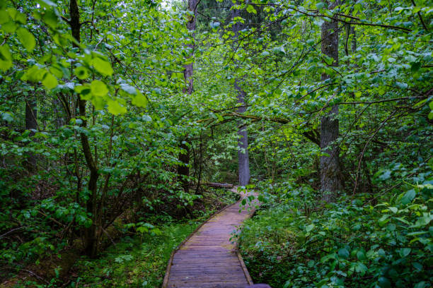 istock wooden boardwalk trail in green forest 1292211424