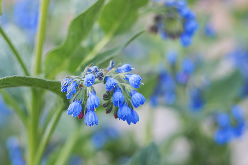 It is a nemophila flower in the flower field with a beautiful blue flower.