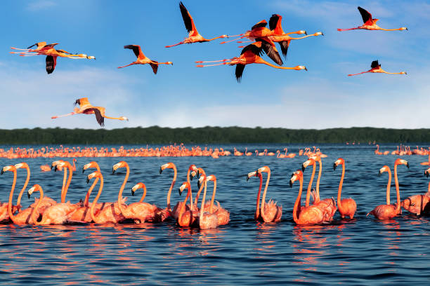 Pink beautiful flamingos in a beautiful blue lagoon. Mexico. Celestun national park. Pink beautiful flamingos in a beautiful blue lagoon. Mexico. Celestun national park. bioreserve stock pictures, royalty-free photos & images