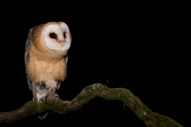 istock The Barn owl perched on branch (Tyto alba) 1292212226
