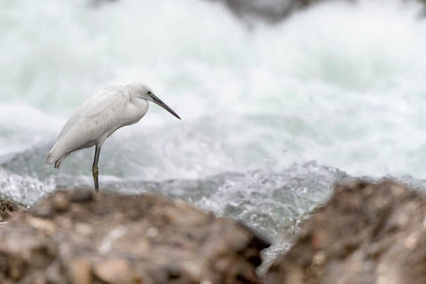istock Little Egret on the beach catches a fish in the rushing river (Egretta garzetta) 1292212249