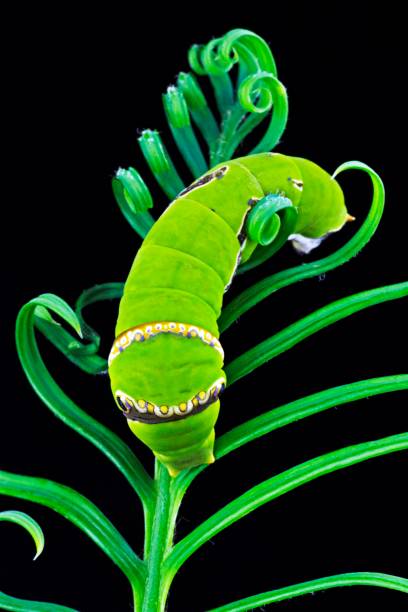 istock Green Caterpillar climbing spiral Cycad leaves. 1292212431