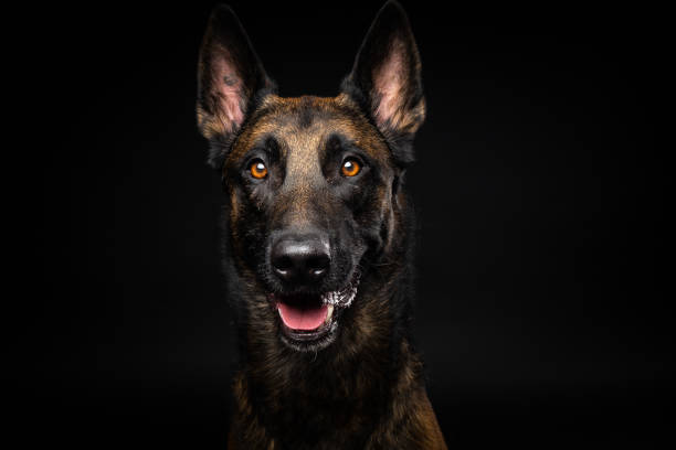 Portrait of a Belgian shepherd dog on an isolated black background. stock photo