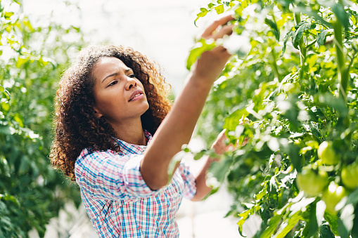 Farmer working in a tomato greenhouse