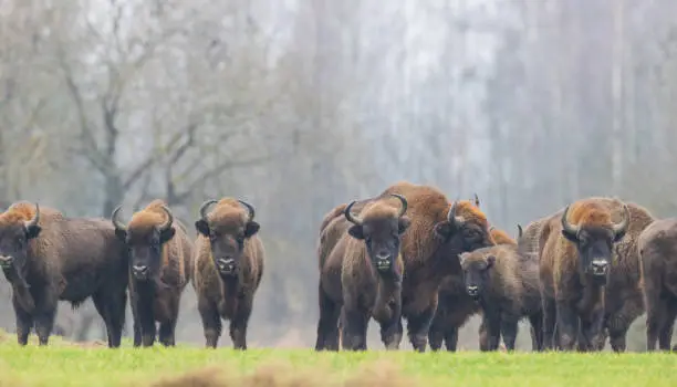European Bison herd in snowless winter time against pine trees in morning, Podlaskie Voivodeship, Poland, Europe
