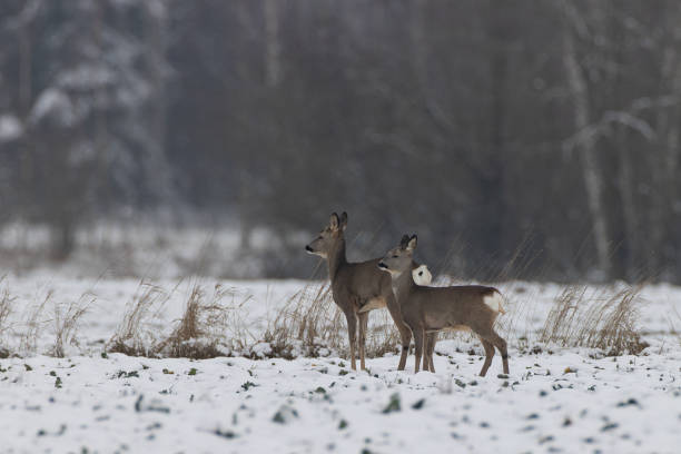 istock Winter landscape of roe deer herd 1292213303